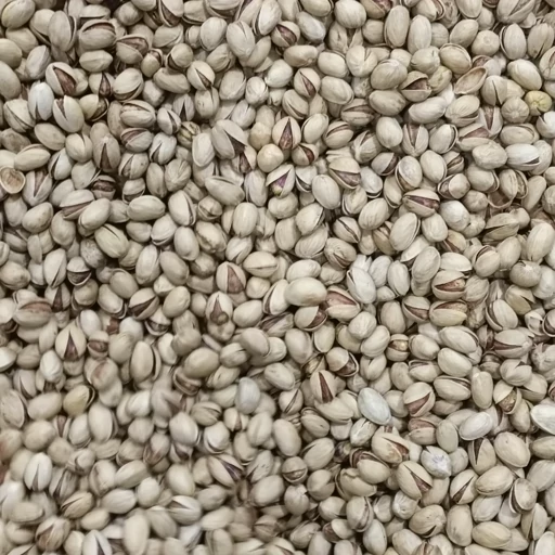 فروش عمده پسته فندقی ممتاز اعلا + ظاهری جذاب برای بسته بندی